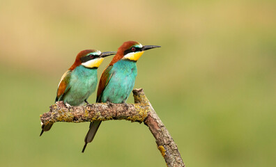 Pair of Common Bee-eater perch on stick
