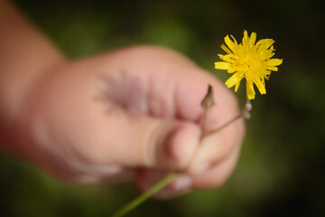 Diente de león © Sergio