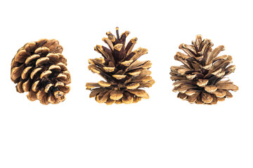 black pine cones on a white background
