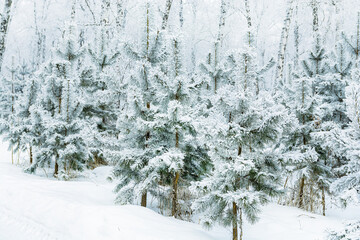 Fairy winter forest. Spruces and birches covered with snow and frost. Severe frost