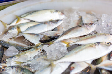 Fresh sea fish sell in fishery market