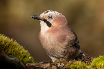 Jay sitting and eating different nuts