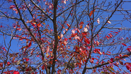 赤く紅葉した葉っぱ