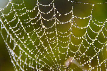 Spiderweb. Tela de araña mojada por la lluvia y el frío de invierno
