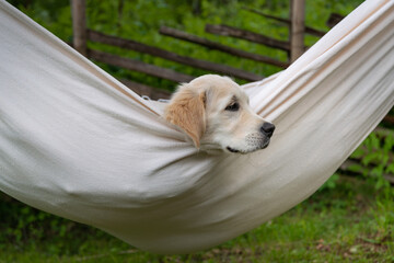 Dog rest in hammock