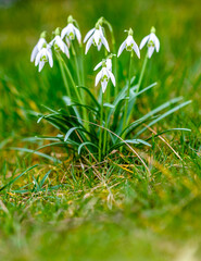 snow drops at a meadow