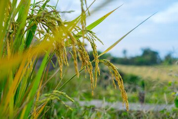 Ear of paddy : Rice a grain that is the most important food crop of the developing world.