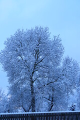 Parkbäume im Winterkleid