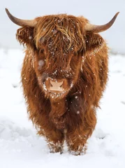 Papier Peint photo autocollant Highlander écossais vache écossaise des Highlands