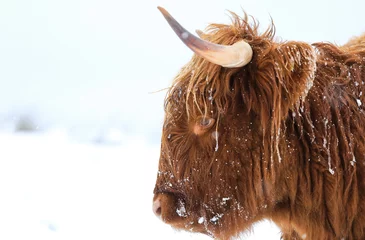 Photo sur Aluminium Highlander écossais scottish highland cow