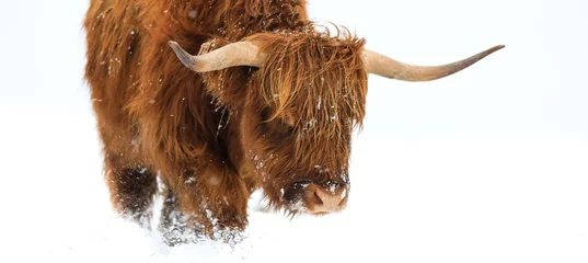 Crédence de cuisine en verre imprimé Highlander écossais vache écossaise des Highlands
