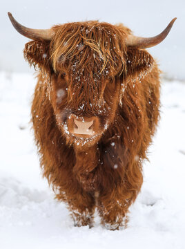 Scottish Highland Cow