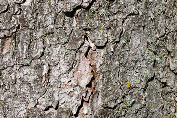Close up of the trunk of a tree bark. Background.