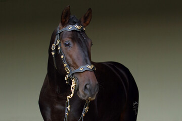 Fototapeta premium Lusitano horse is a breed of very ancient and elegant equines that developed in the Iberian Peninsula