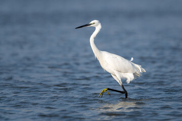 Little egret wading in ake