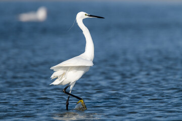 Little egret wading