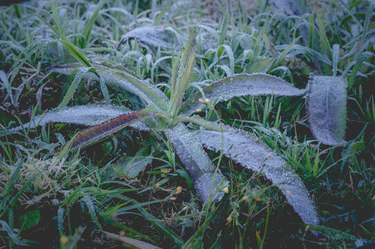 Snow and rime ice on the branches of bushes. Autumn winter background with twigs covered with hoarfrost. Green leaves covered with frost..Cold snowy weather..Frozen dew on grass dewdrop