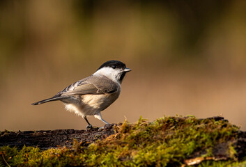 Obraz premium Common Marsh Tit in the forest background