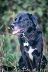 Portrait of a black labrador in the evening forest.