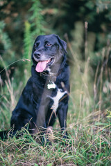 Portrait of a black labrador in the evening forest.