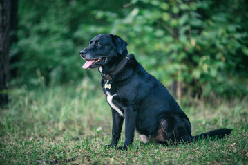Portrait of a black labrador in the evening forest.