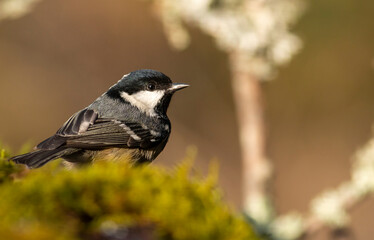 Coal Tit perching on mossy branch