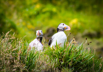 Playful puffins hiding amongst the grassy Icelandic cliffs