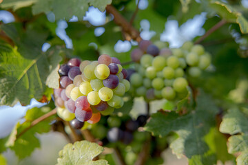 Young and Ripe grapes on vine at wineyard before harvesting