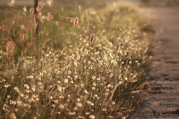 Close up Grass flowers on sunlight in the morning