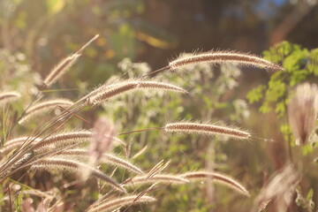 Close up Grass flowers on sunlight in the morning