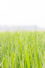 Water droplets on the light green rice leaves and blur green nature background