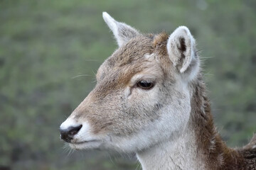 Cute young fallow deer 