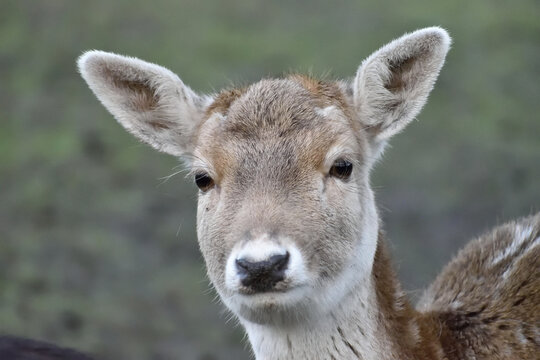 Cute young fallow deer posing for photo