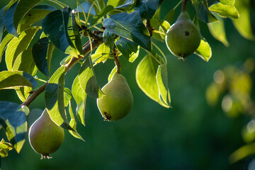 Group of ripe healthy yellow and green pears growing on a tree in sunlight in a real organic garden