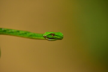 Green snake in the tree,Its green skin of camouflage nature to dodge the enemy to survive. 