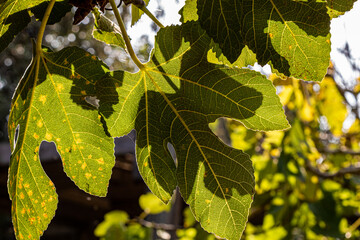 grape leaves in the sun