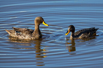 Pair of Yellow Billed Ducks on a pond busy with courtship