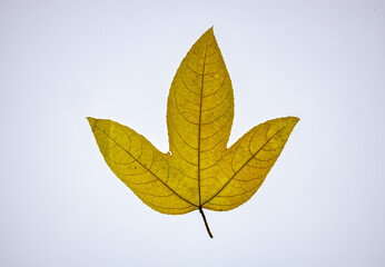 Close up of transparent leaf of Passiflora on white background