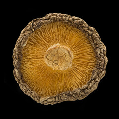 Chinese dried edible mushroom macro shot isolated on black background