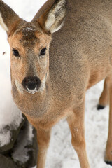 Siberian ROE deer close-up 