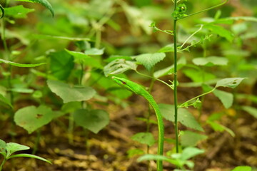 Green snake in the tree,Its green skin of camouflage nature to dodge the enemy to survive.