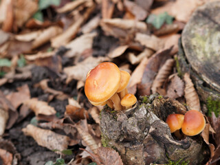 Petits champignons des bois hypholomes en touffes ou géophiles au chapeau jaune soufré à brun foncé (Hypholoma fasciculare) soudés entre eux sur souches et racines de feuillus 