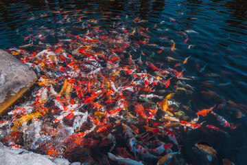 Fototapeta na wymiar Colorful Japanese Koi Carp fish in a lovely pond in a garden