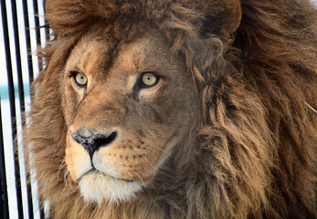 Big head African lion close-up