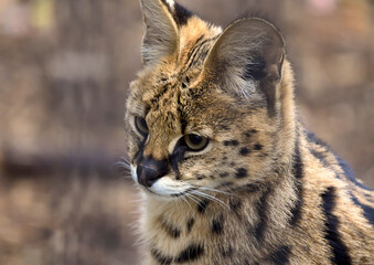 Serval in half turn closeup
