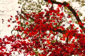 紅葉