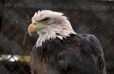 Big eagle in the zoo 2