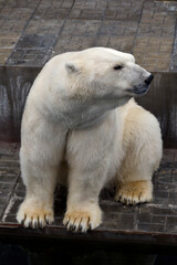 Polar bear in the zoo