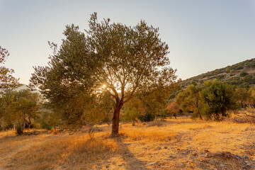 The olive tree with sunset in the olive tree garden.