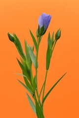 Blue flax plant and flower on orange background